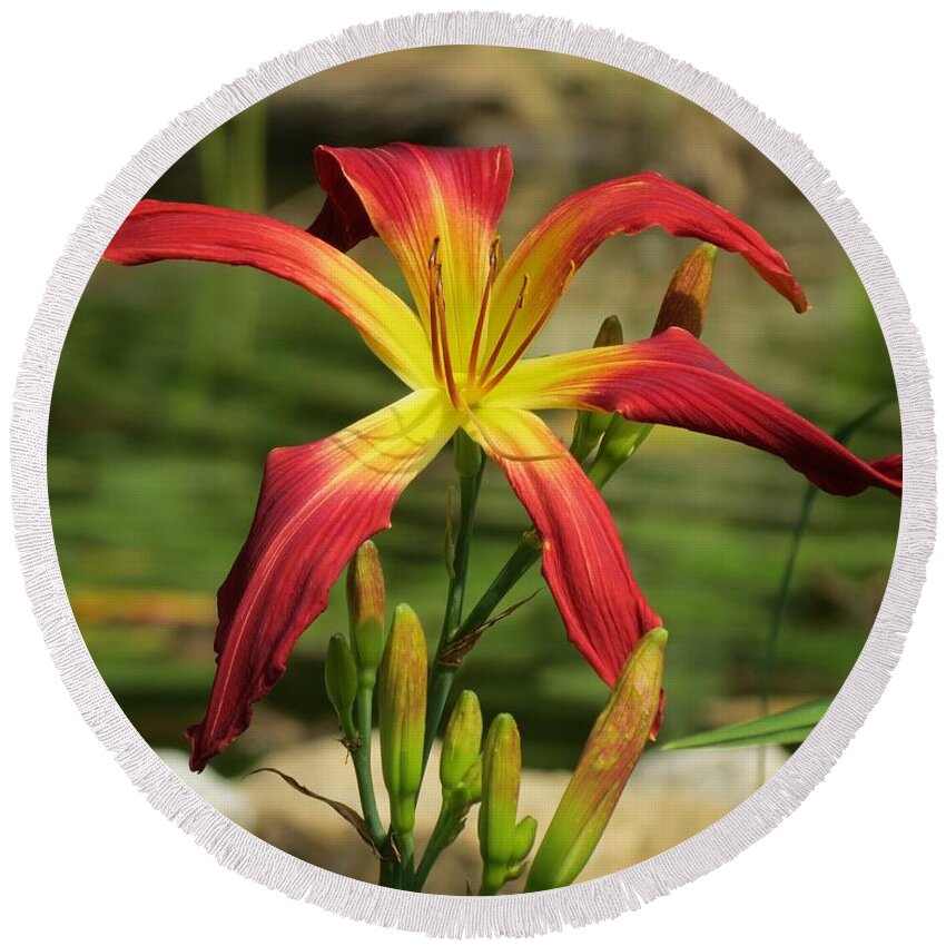 Daylily Round Beach Towel featuring the photograph El Glorioso by the Pond by MTBobbins Photography