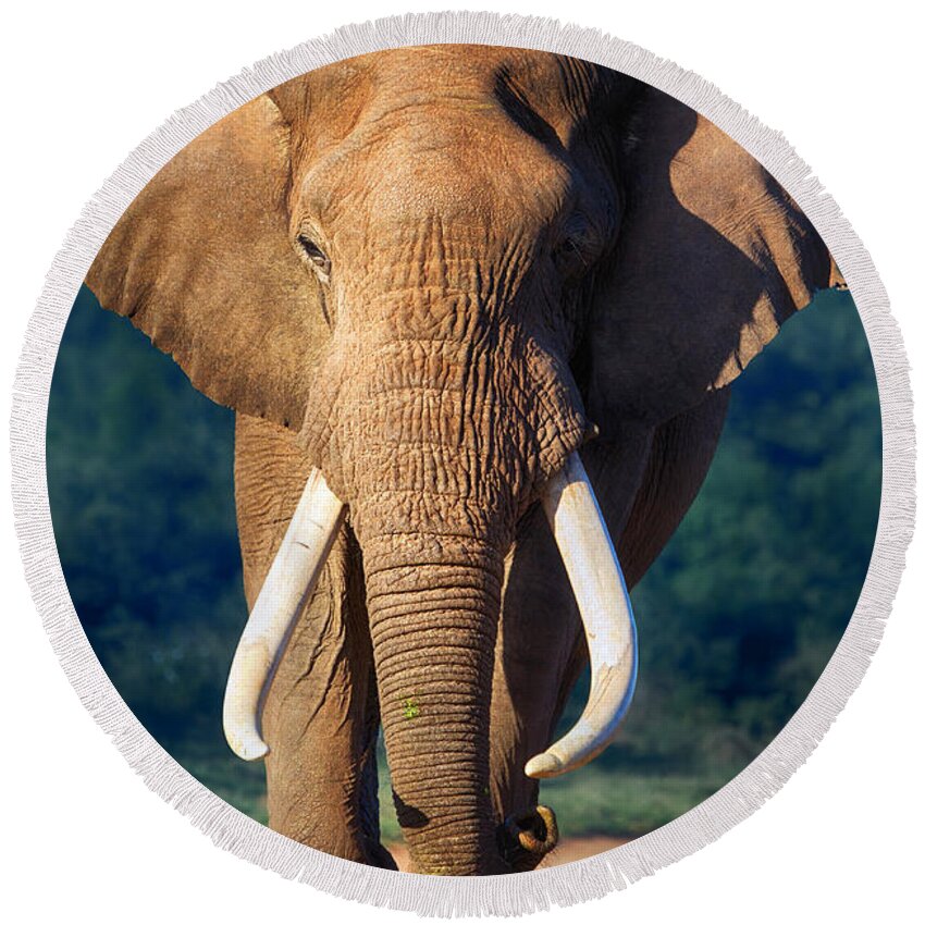 Elephant Round Beach Towel featuring the photograph Elephant approaching by Johan Swanepoel