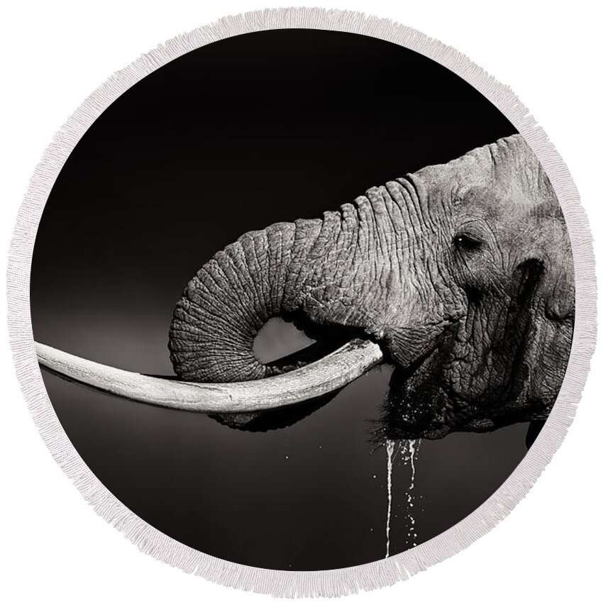 Elephant Round Beach Towel featuring the photograph Elephant bull drinking water - duetone by Johan Swanepoel