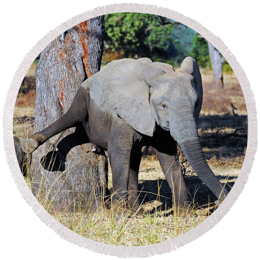 Elephant Round Beach Towel featuring the photograph Elephant Scratching Rump by Ted Keller