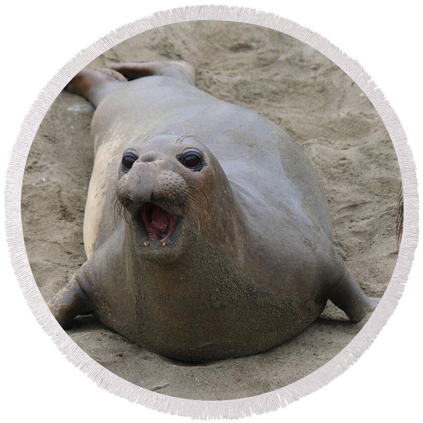 Elephant Seal Round Beach Towel featuring the photograph Elephant Seal - 5 by Christy Pooschke
