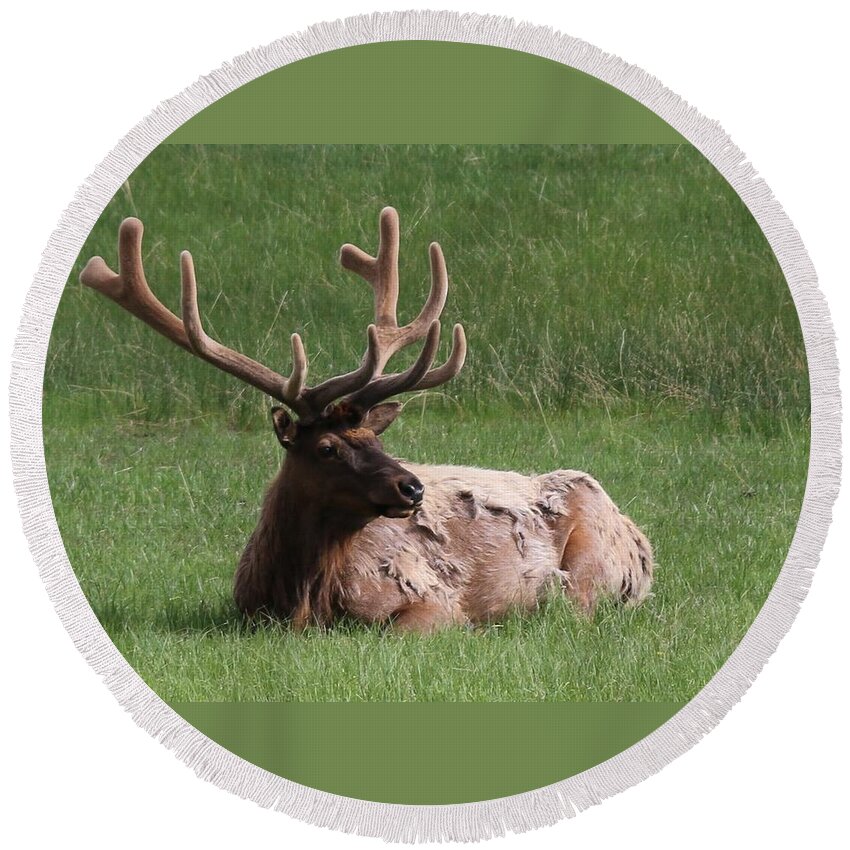 Elk Round Beach Towel featuring the photograph Elk 1 by Christy Pooschke