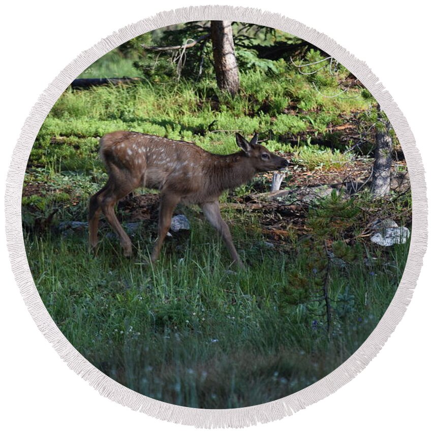 Animal Round Beach Towel featuring the photograph Baby Elk RMNP CO by Margarethe Binkley