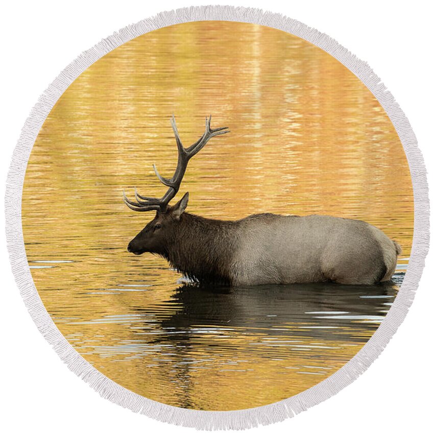 Yellowstone Round Beach Towel featuring the photograph Elk in Golden River by Scott Read