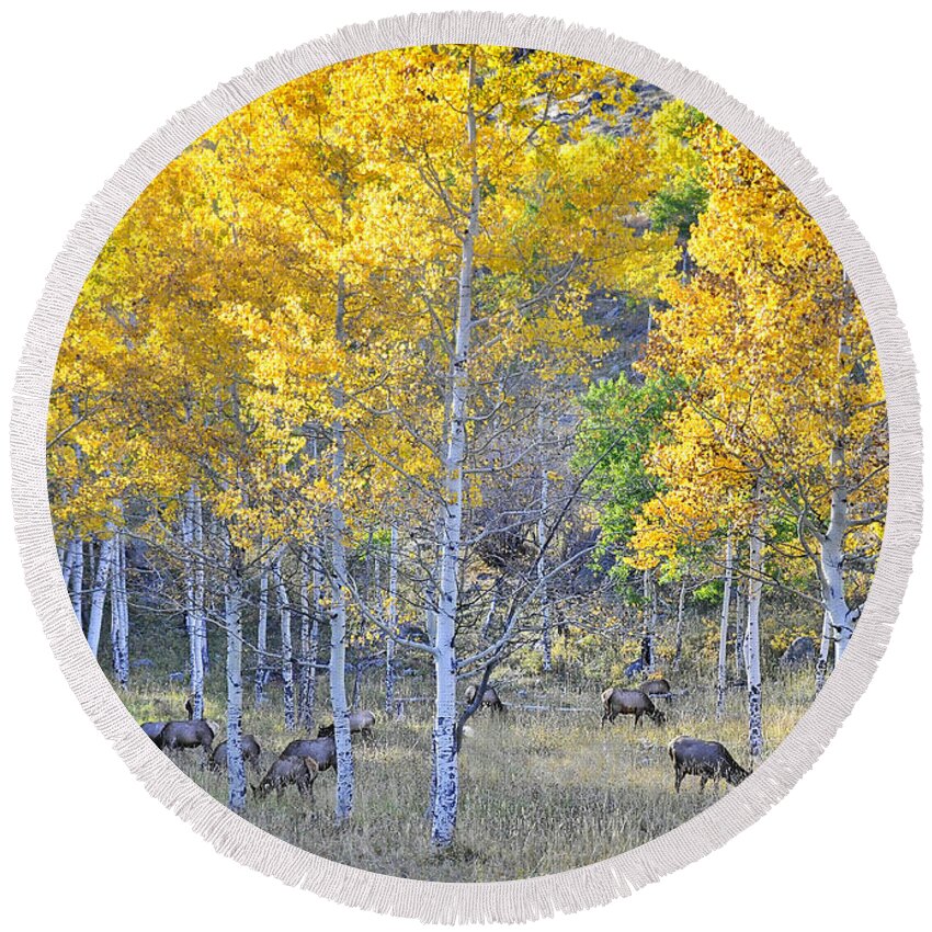 Nature Round Beach Towel featuring the photograph Elk in RMNP Colorado by Nava Thompson