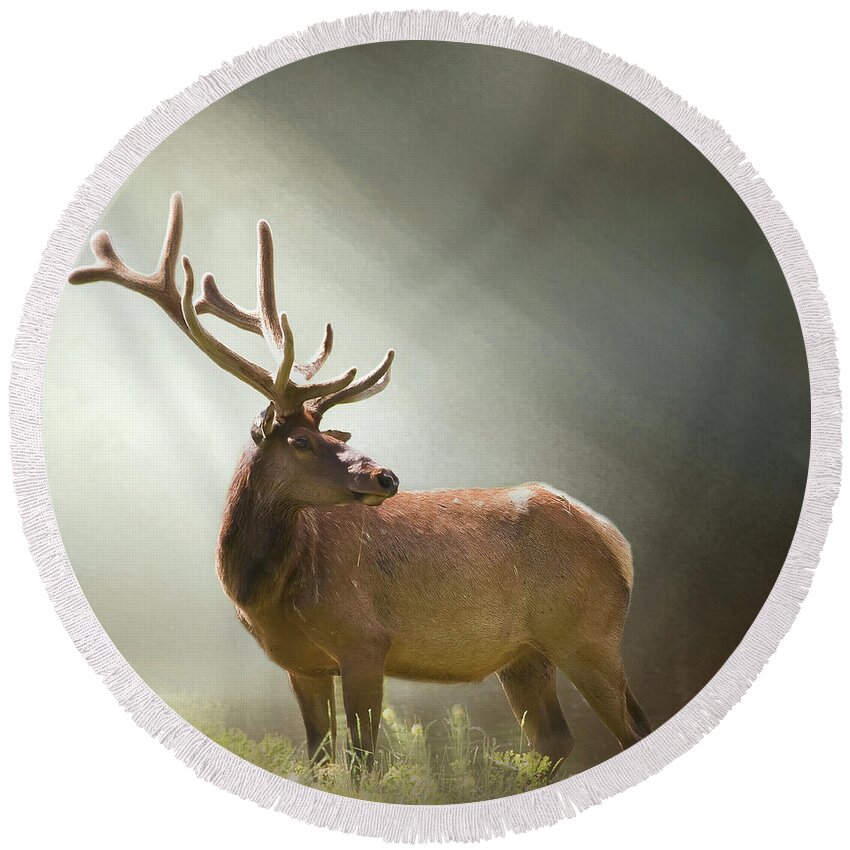 Animal Round Beach Towel featuring the photograph Elk in Suns Rays by David and Carol Kelly