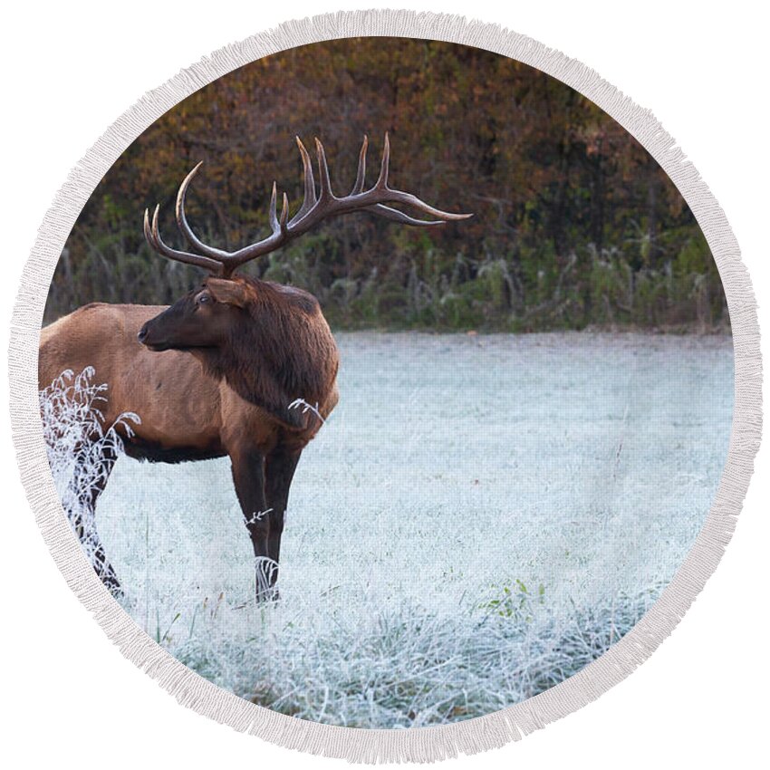 Conservation Round Beach Towel featuring the photograph Elk of Smoky Mountains National Park by Scott Slone