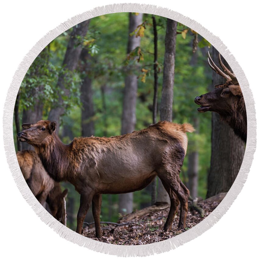 Elk Round Beach Towel featuring the photograph Elk Romance by Andrea Silies