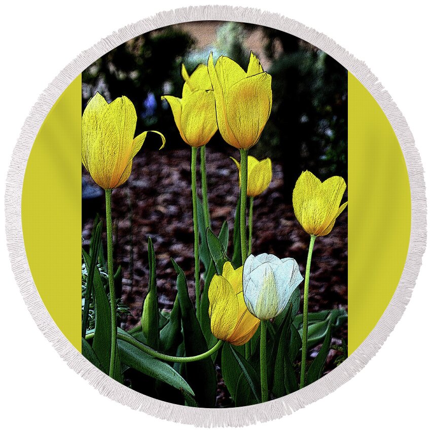 Nature Round Beach Towel featuring the photograph Embossed Yellow and White Tulips by Sheila Brown