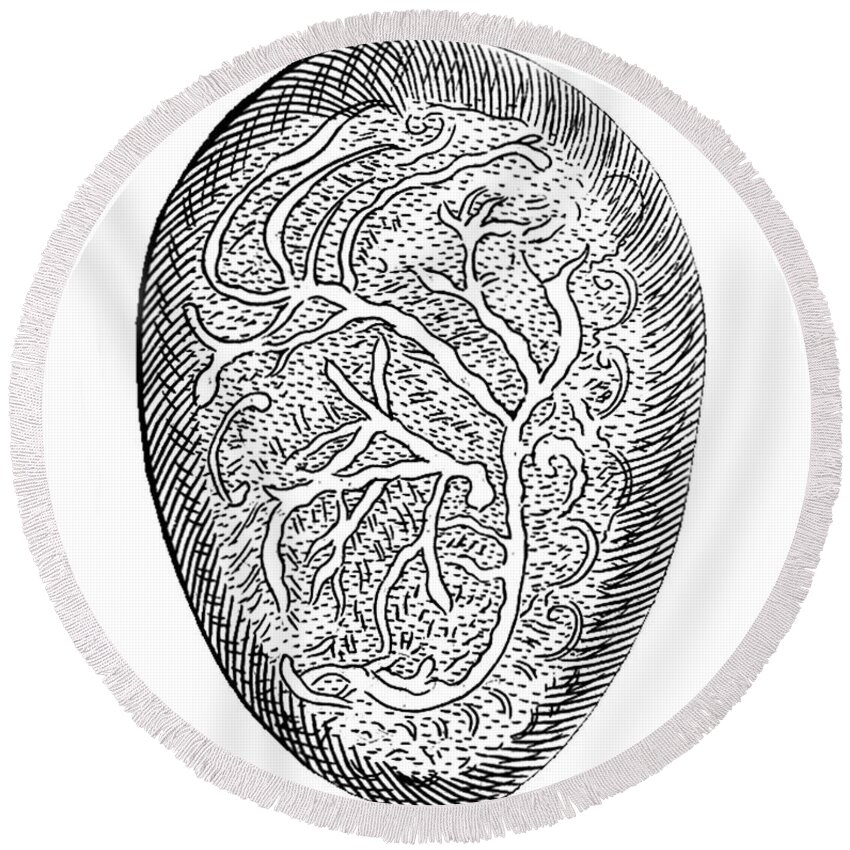 Human Round Beach Towel featuring the photograph Embryonic Nerves, Illustration, 1671 by Wellcome Images