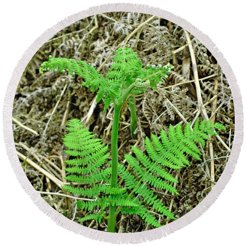 Europe Round Beach Towel featuring the photograph Emerging Fronds of Bracken by Rod Johnson