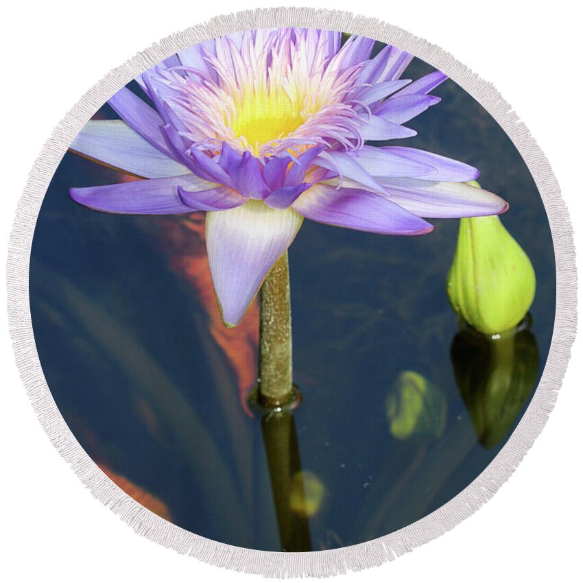 Pond Round Beach Towel featuring the photograph Essence of the Water Lily by Mary Anne Delgado