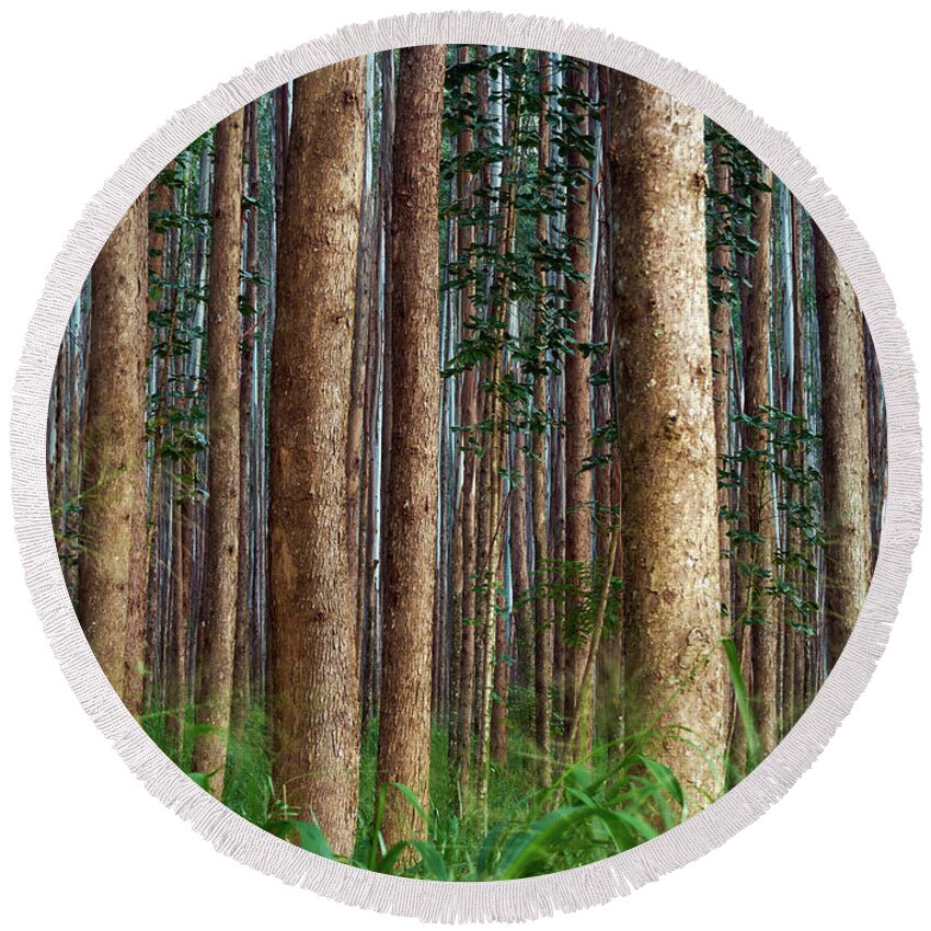 Hawaii Round Beach Towel featuring the photograph Eucalyptus Forest by Christopher Johnson