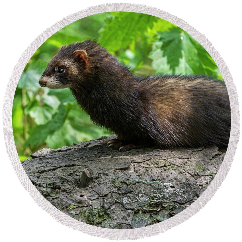European Polecat Round Beach Towel featuring the photograph European polecat by Arterra Picture Library