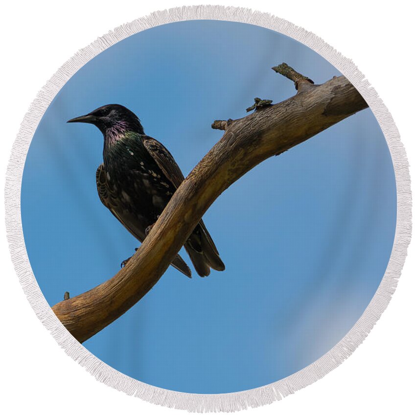 European Starling Round Beach Towel featuring the photograph European Starlng by Holden The Moment