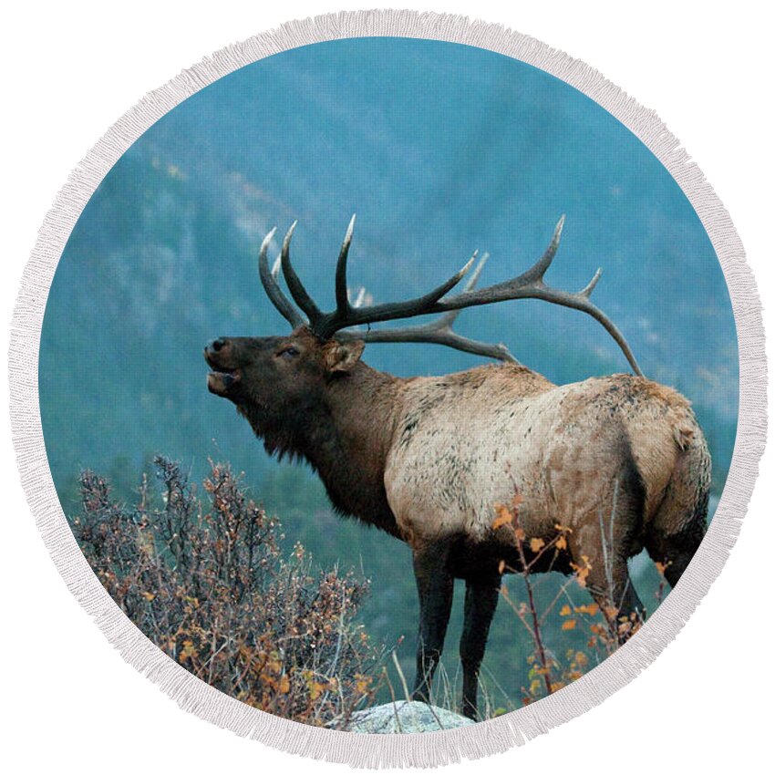 Rocky Mountain Bull Elk Round Beach Towel featuring the photograph Evening Call by Bon and Jim Fillpot