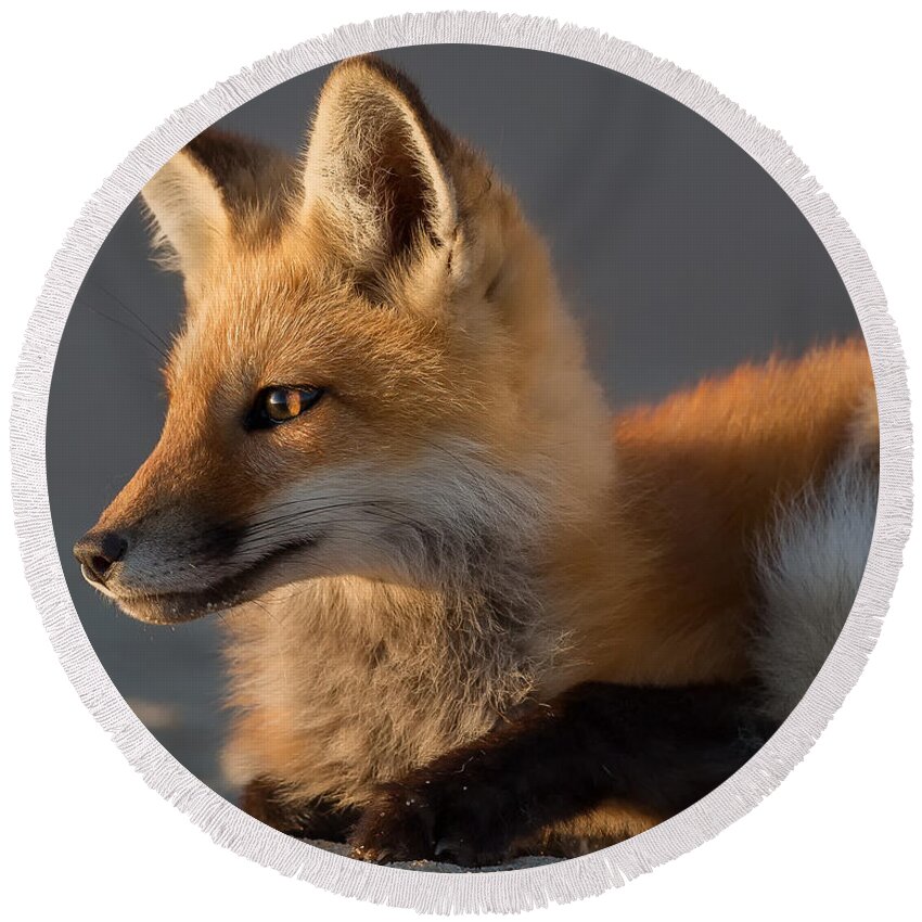 Red Fox Round Beach Towel featuring the photograph Eye of the Fox by Bill Wakeley