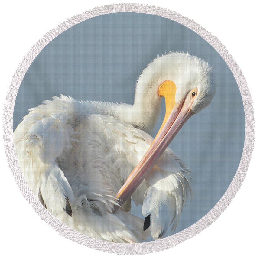 American White Pelican Round Beach Towel featuring the photograph Eye On The Details by Fraida Gutovich