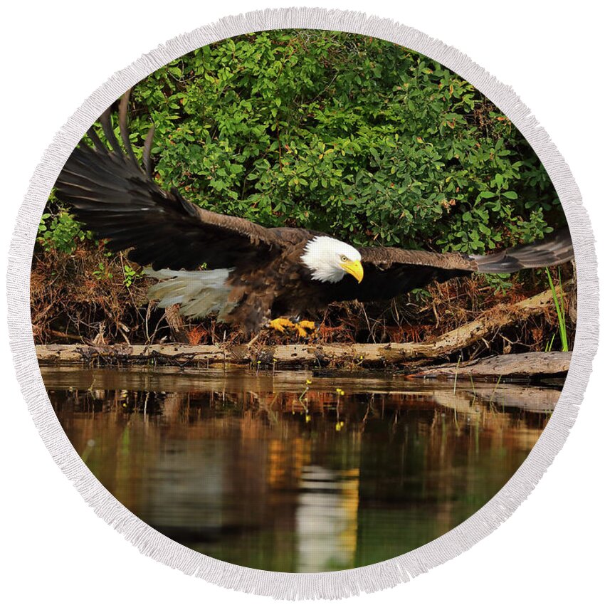 Eagle Round Beach Towel featuring the photograph Eye on the Fish by Duane Cross