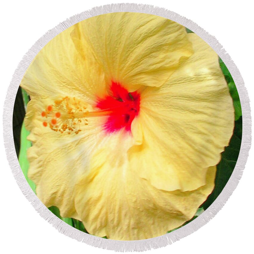 Yellow Hibiscus Round Beach Towel featuring the photograph F12 Yellow Hibiscus by Donald K Hall