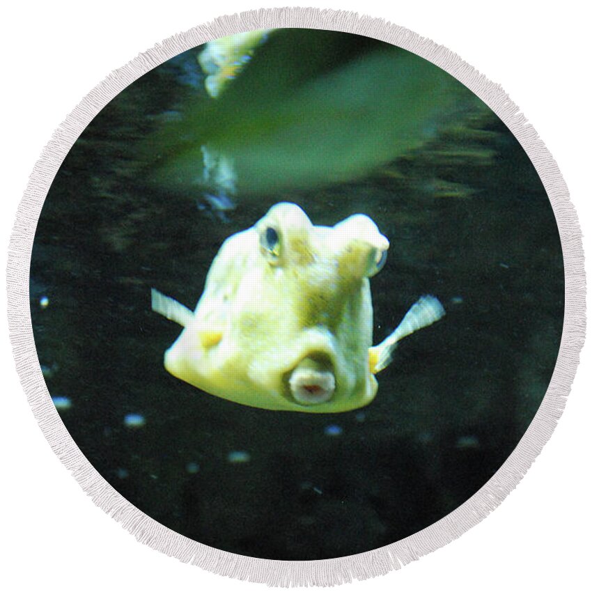 Longhorn-cowfish Round Beach Towel featuring the photograph Face of a Horned Boxfish Swimming Underwater by DejaVu Designs