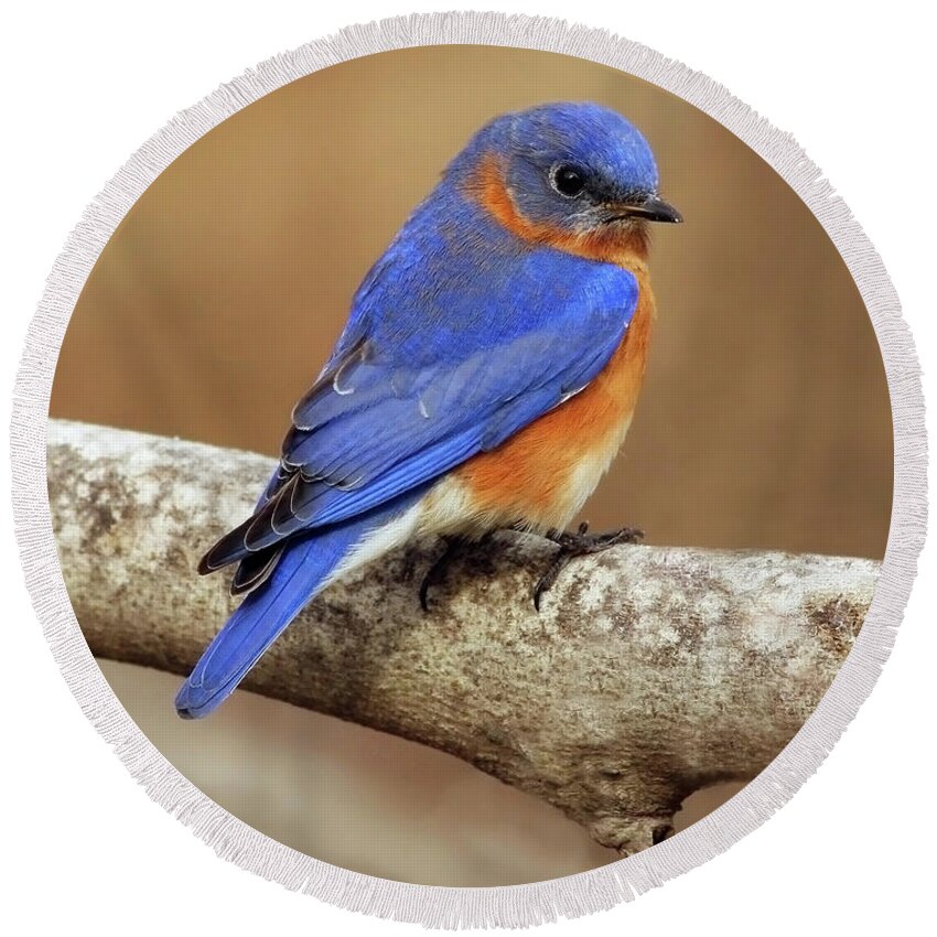 Eastern Bluebird Round Beach Towel featuring the photograph Fall Blue by Art Cole