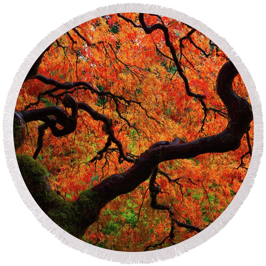Trees Round Beach Towel featuring the photograph Fall Chaos by Darren White