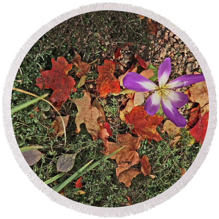 Fall Grasses And Leaves Rusts Browns Greens And Browns Purple And White Anemone Colorado Round Beach Towel featuring the photograph Fall Grasses and Leaves Rusts Browns Greens and Browns Purple and White Anemone Colorado 2 10222017 by David Frederick