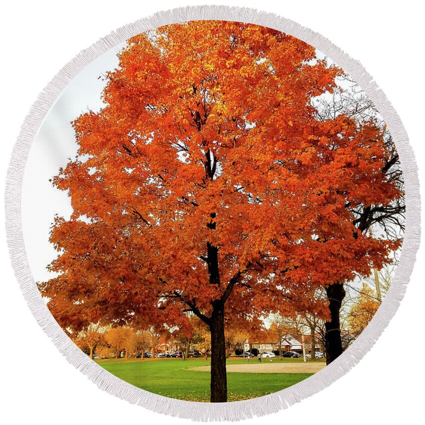Young Maple Tree Round Beach Towel featuring the photograph Fall is Coming by Britten Adams