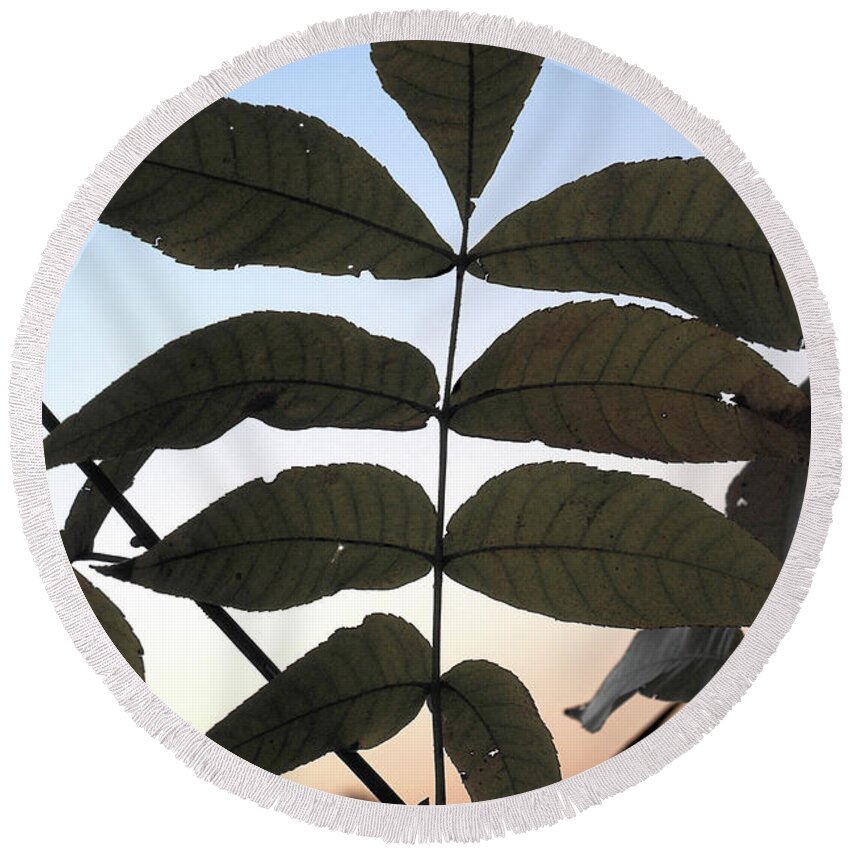 Leaves Round Beach Towel featuring the photograph Fall Leaves by George Taylor