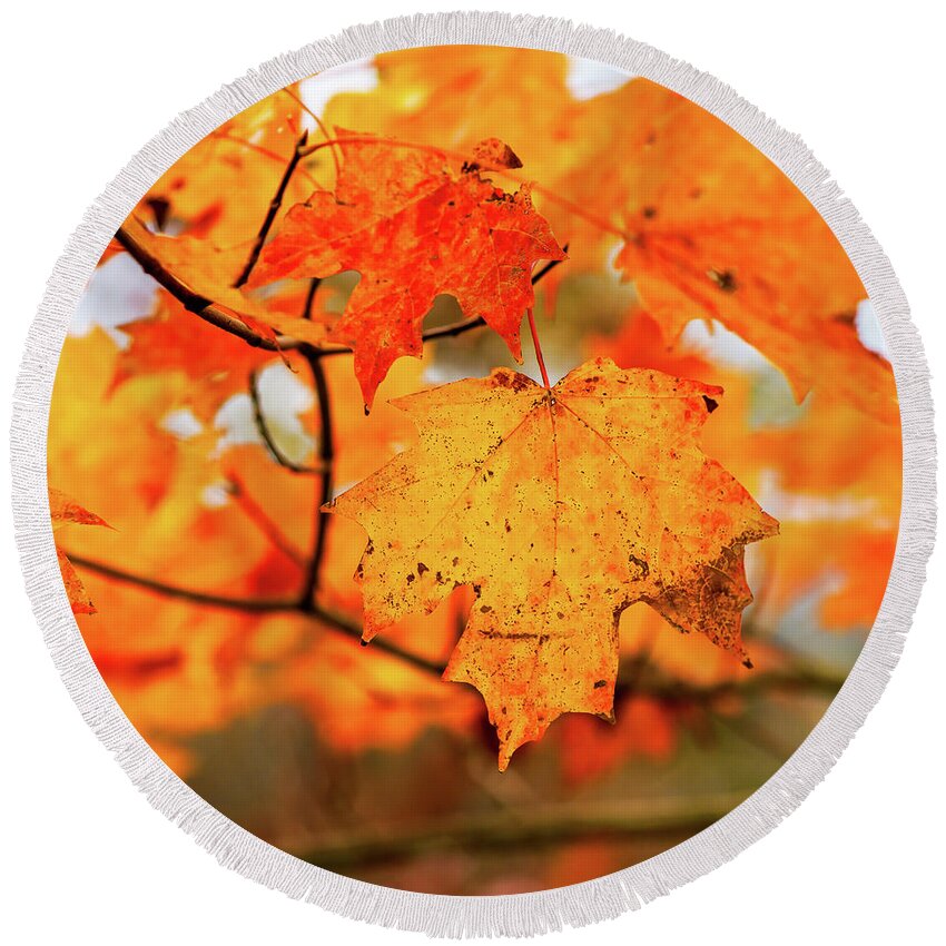 Landscape Round Beach Towel featuring the photograph Fall Maple Leaf by Joe Shrader
