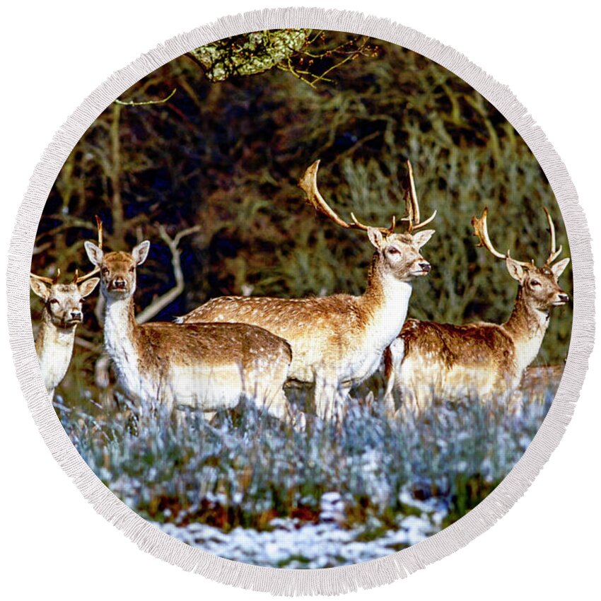 Animal Round Beach Towel featuring the photograph Fallow Deer in England by Chris Smith