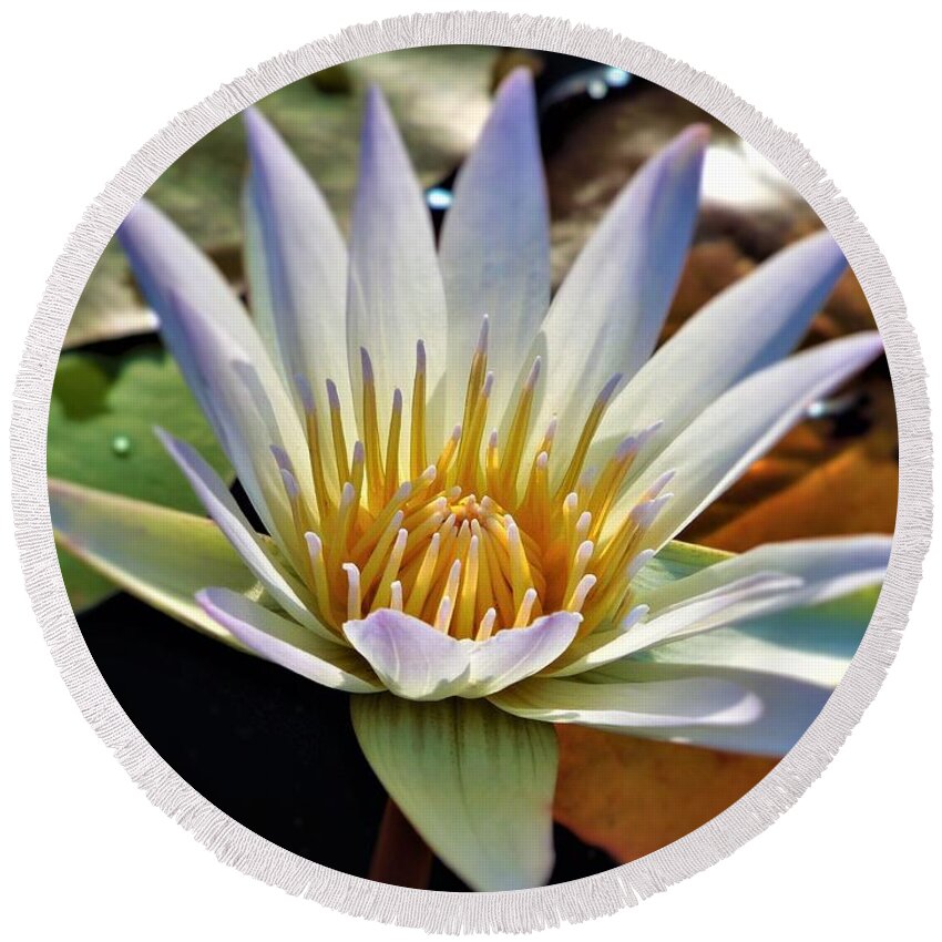 Blue Round Beach Towel featuring the photograph Fancy Blue Water Lily by Chad and Stacey Hall