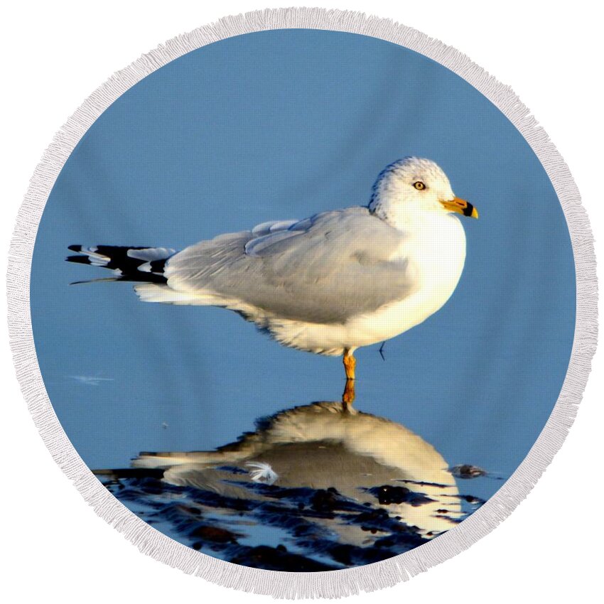 Gull Round Beach Towel featuring the photograph Feathered Float by Dani McEvoy