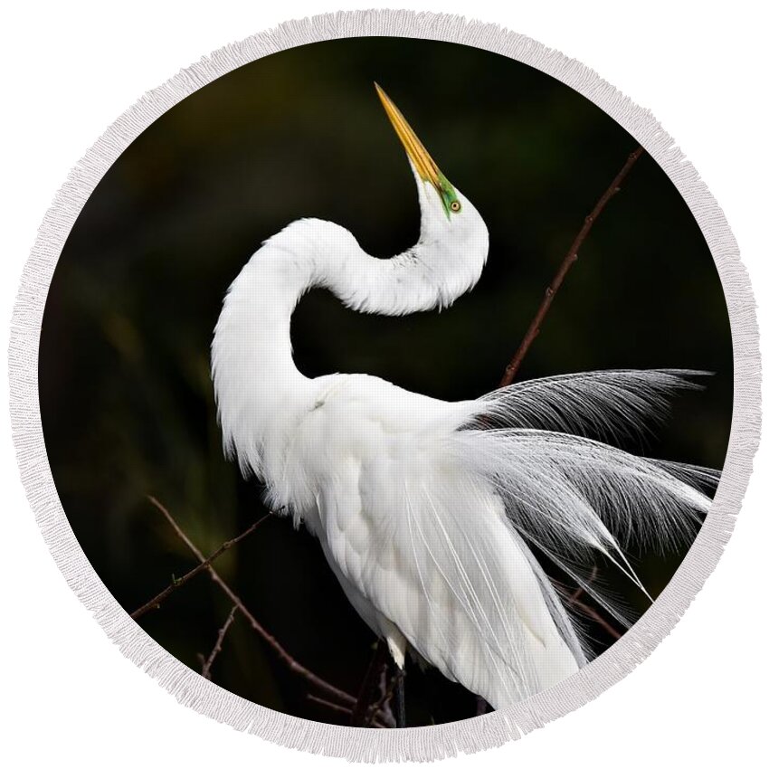 Great White Egret Round Beach Towel featuring the photograph Feathers On Display by Julie Adair