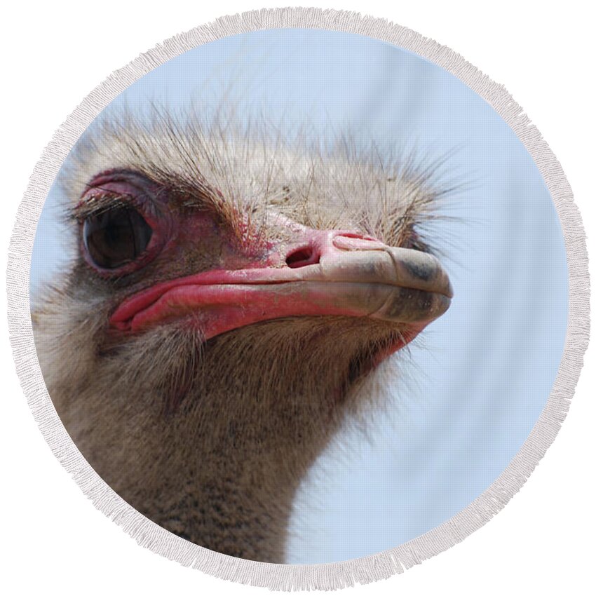 Ostrich Round Beach Towel featuring the photograph Feathers Standing Around the Head of an Ostrich by DejaVu Designs