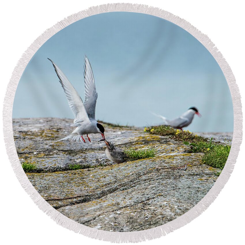 Flying Arctic Tern Round Beach Towel featuring the photograph Feeding flying by Torbjorn Swenelius