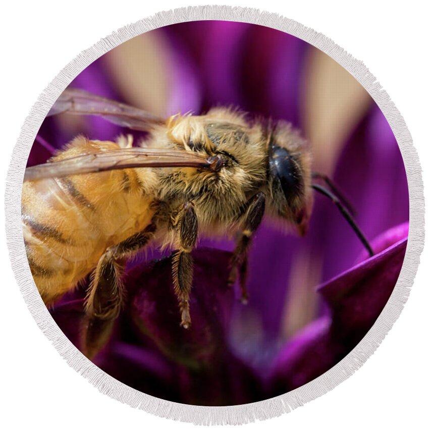 Bee Round Beach Towel featuring the photograph Feeding in the Crown by Shawn Jeffries