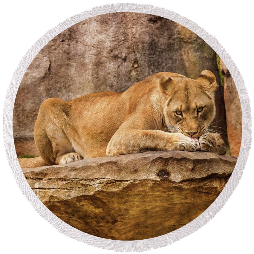 North Carolina Zoo Round Beach Towel featuring the photograph Female African Lion, Snack Time by Cynthia Wolfe