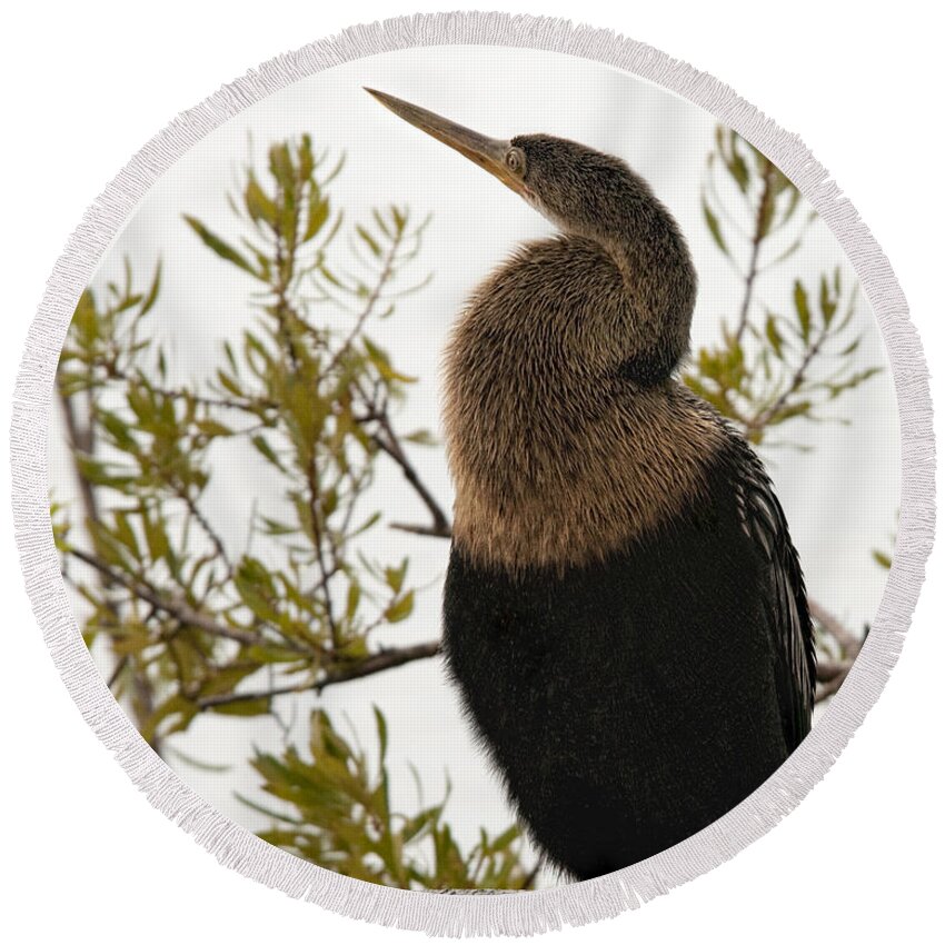 Anhinga Round Beach Towel featuring the photograph Female Anhinga at Rest by Mitch Spence