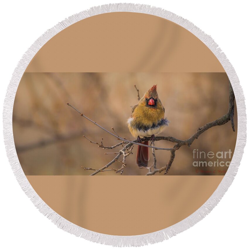 Aviary Round Beach Towel featuring the photograph Female Cardinal Portrait by Heather Hubbard