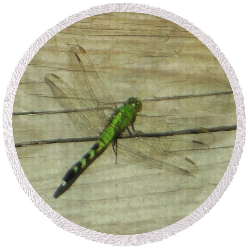 Female Round Beach Towel featuring the photograph Female Eastern Pondhawk Dragonfly by Rockin Docks Deluxephotos