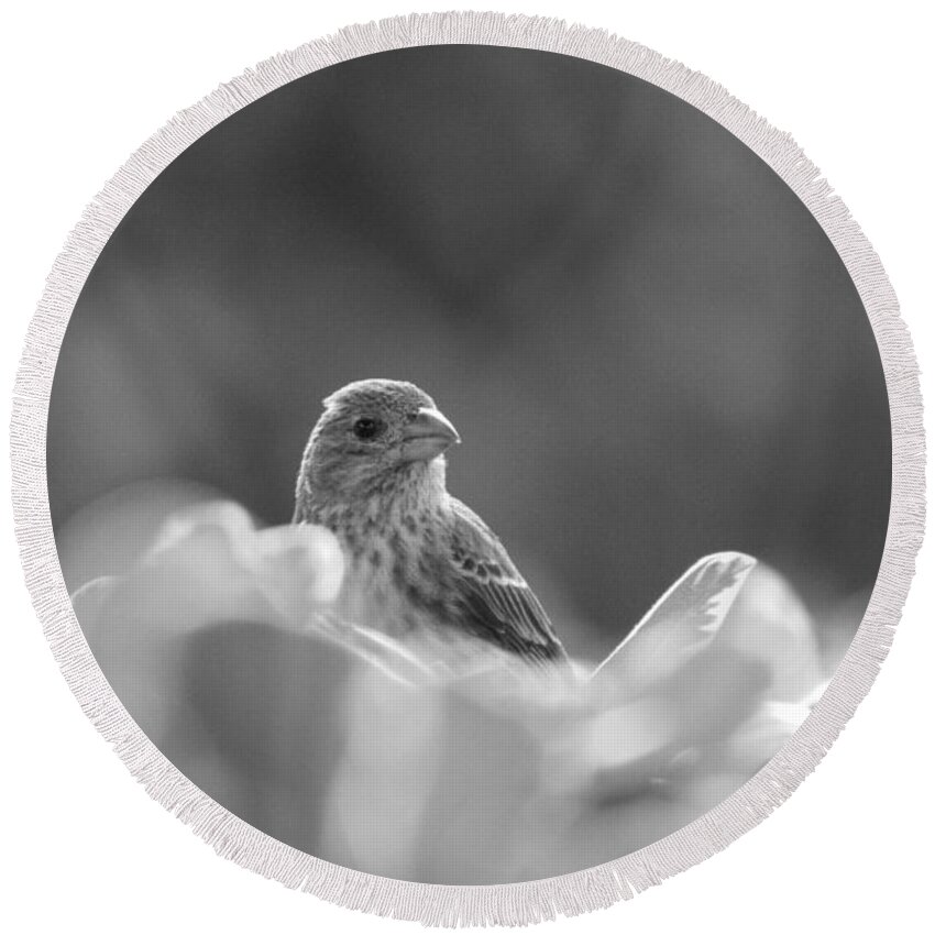 House Finch Round Beach Towel featuring the photograph Female House Finch Perched in Black and White by Colleen Cornelius