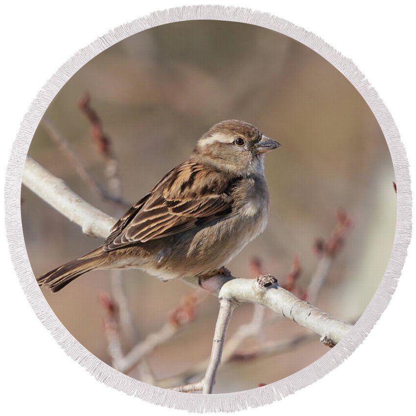 Bird Round Beach Towel featuring the photograph Female House Sparrow by Alyce Taylor