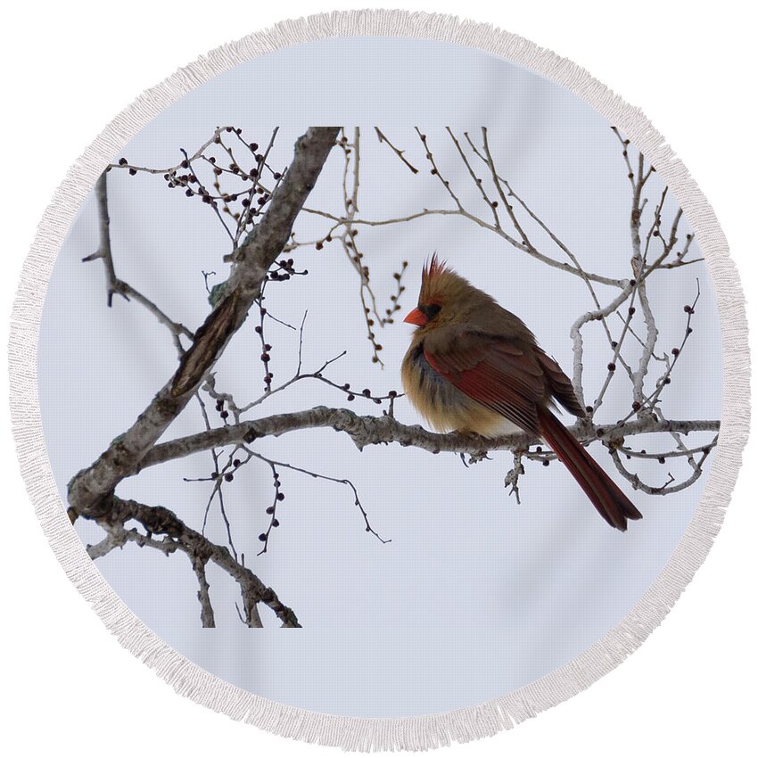Northern Cardinal Round Beach Towel featuring the photograph Female Northern Cardinal by Holden The Moment