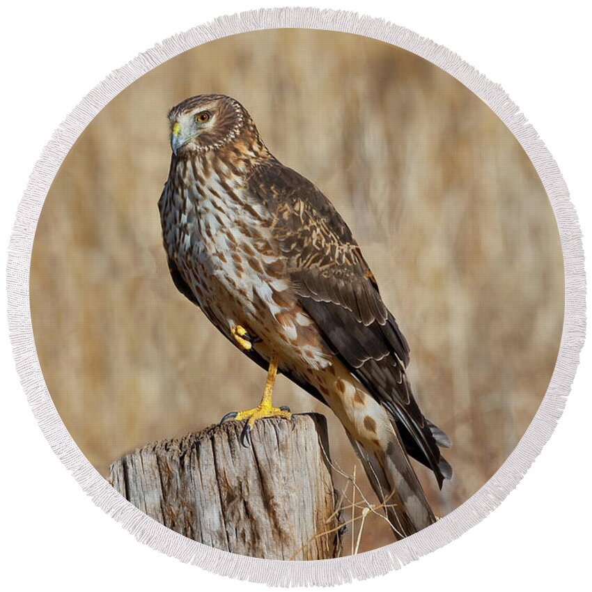 Adult Round Beach Towel featuring the photograph Female Northern Harrier Standing on One Leg by Jeff Goulden