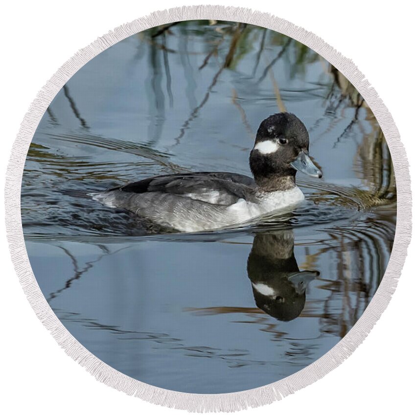 Pied-billed Grebe Round Beach Towel featuring the photograph Female or Immature Male Bufflehead by Belinda Greb