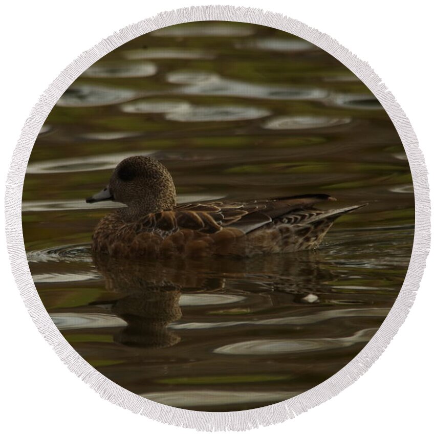 American Wigeon Round Beach Towel featuring the photograph Female Wigeon by Jeff Swan