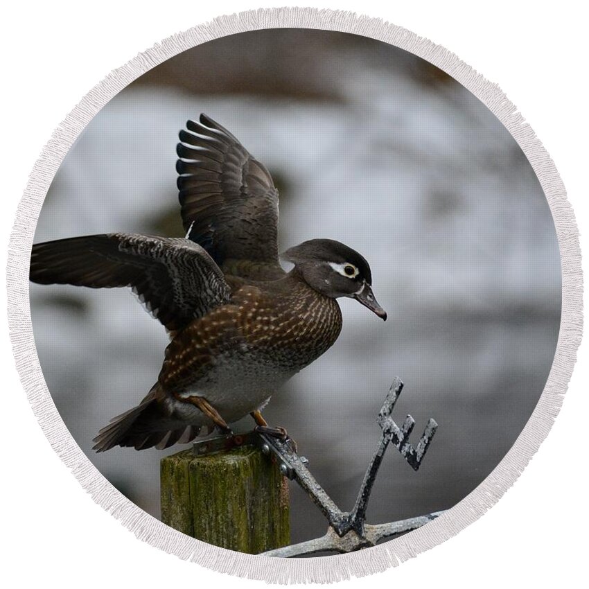 Wood Duck Round Beach Towel featuring the photograph Female Wood Duck by Steve Brown