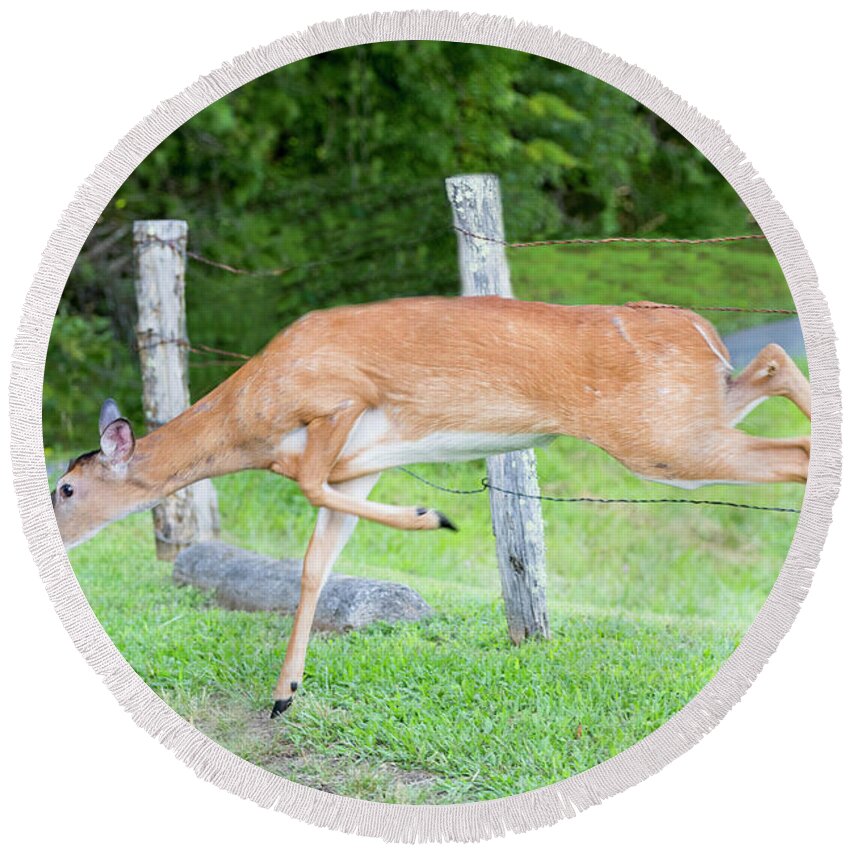 Animal Round Beach Towel featuring the photograph Fence Jumping by Todd Ryburn